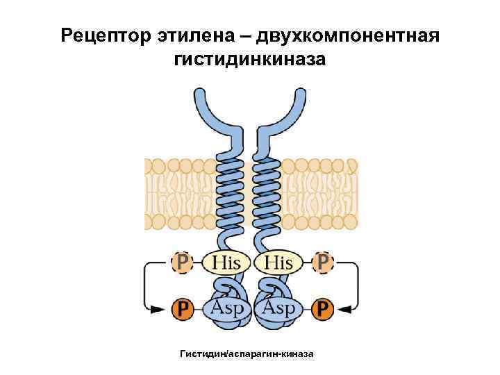 Рецептор этилена – двухкомпонентная гистидинкиназа Гистидин/аспарагин-киназа 