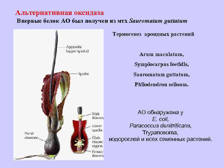 Альтернативная оксидаза Впервые белок АО был получен из мтх Sauromatum guttatum Термогенез ароидных растений