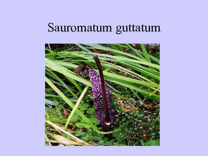 Sauromatum guttatum 