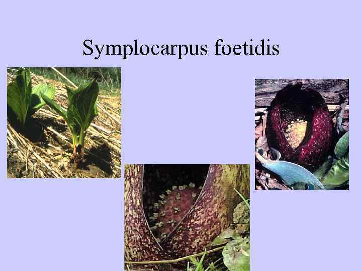 Symplocarpus foetidis 