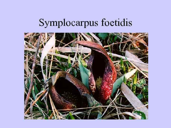Symplocarpus foetidis 