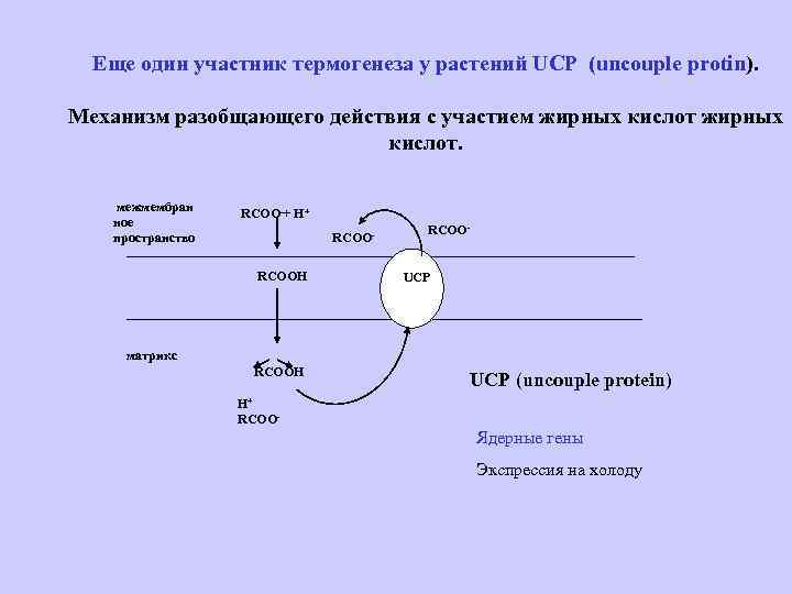 Еще один участник термогенеза у растений UCP (uncouple protin). Механизм разобщающего действия с участием
