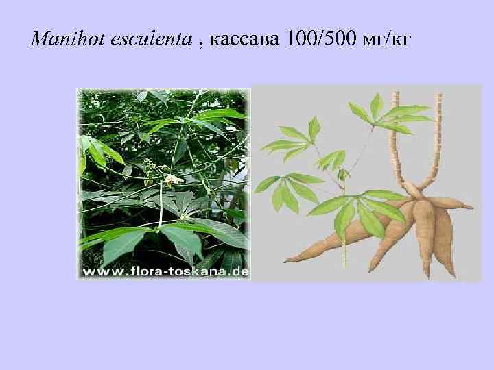 Manihot esculenta , кассава 100/500 мг/кг 