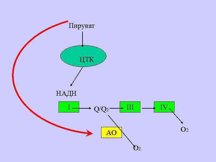 Пируват ЦТК НАДН I Q/Q 2 III IV O 2 AO O 2 