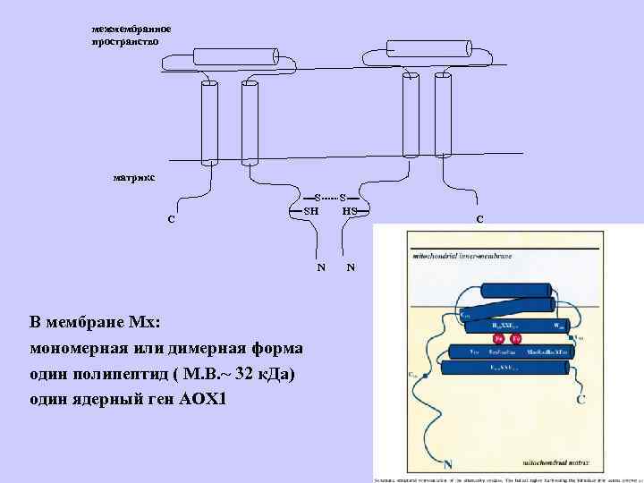 межмембранное пространство матрикс С S SH N В мембране Мх: мономерная или димерная форма