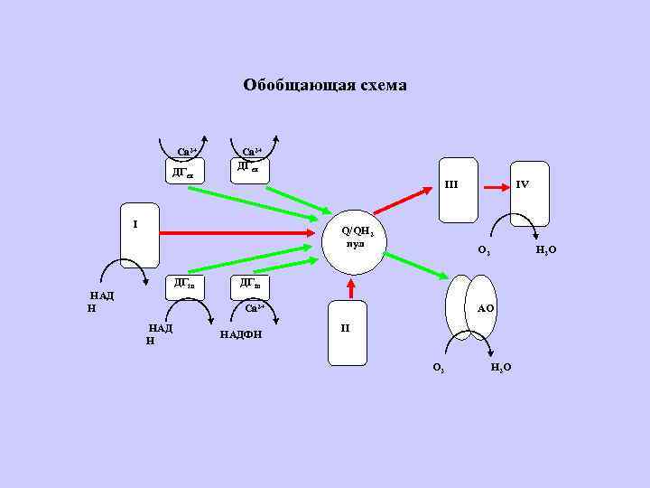 Обобщающая схема Са 2+ ДГex III I Q/QH 2 пул ДГin НАД Н О