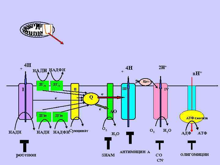 + 4 Н НАДФН I ДГex + ДГex e- Q ротенон IV e- АО
