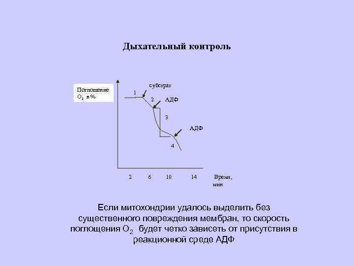 Дыхание контролируется