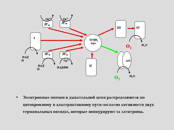 Са 2+ ДГex III I Q/QH 2 пул ДГin НАД Н О 2 НАДФН