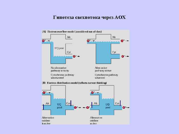 Гипотеза свехпотока через АОХ 