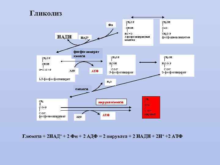 Гликолиз Фн НАДН СН 2 О Р СНОН О=С -О ~ Р НАД+ фосфоглицерат