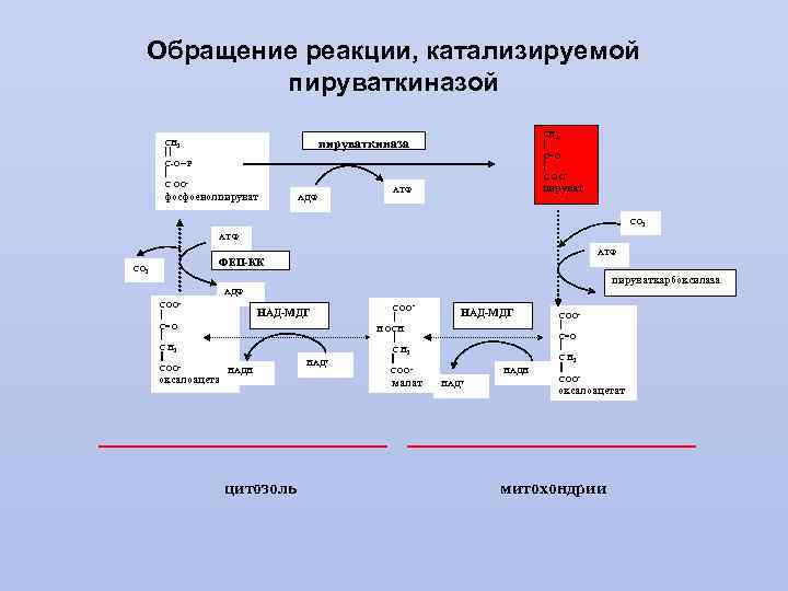 Пируваткиназа