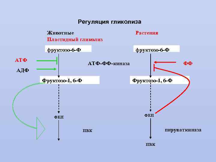 Гликолиз 6 атф. Глюконеогенез и гликолиз регуляция. Регуляция гликолиза биохимия. Гормональная регуляция гликолиза схема. Регуляция гликолиза схема.