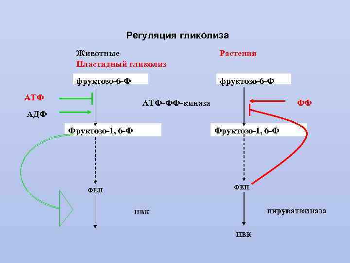 Схема регуляции гликолиза и глюконеогенеза