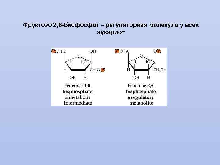 Фруктозо 2, 6 -бисфосфат – регуляторная молекула у всех эукариот 