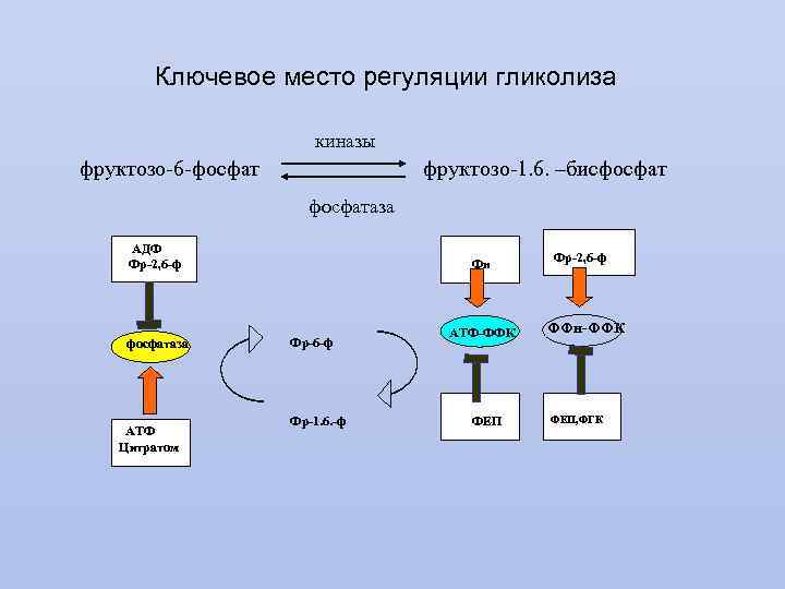 Ключевое место регуляции гликолиза киназы фруктозо-6 -фосфат фруктозо-1. 6. –бисфосфатаза АДФ Фр-2, 6 -ф