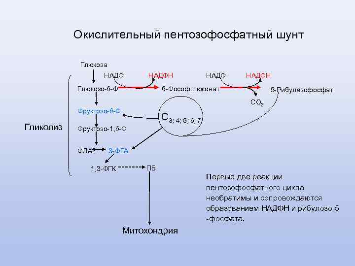 Схема пентозофосфатного цикла