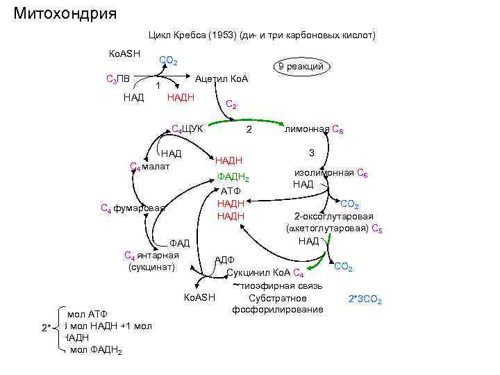 3 реакция цикла кребса. Кребс цикл Кребса. Цикл Кребса схема в митохондриях. Цикл Кребса схема биохимия. Цикл Кребса ФАД.