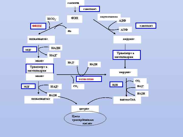 глюкоза гликолиз НСО 3 - пируваткиназа ФЭП АДФ гликолиз ФЕПК АТФ Фн оксалоацетат пируват