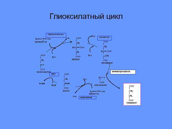 Схема глиоксилатного цикла