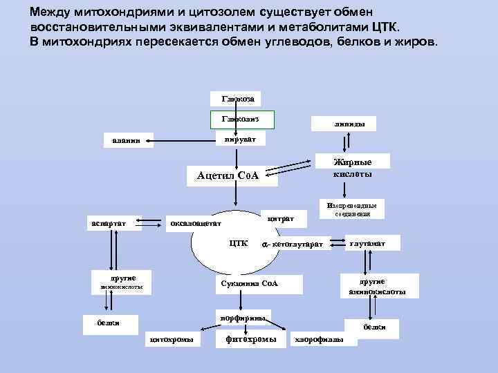 Энергетический обмен в митохондриях рисунок