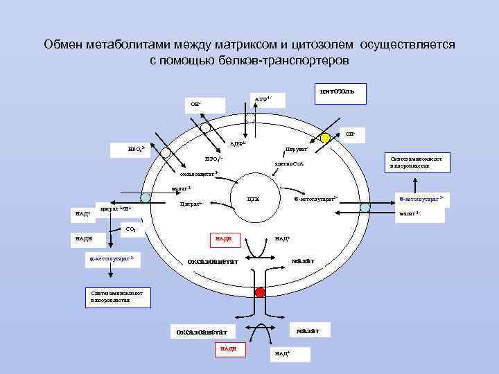 Обмен метаболитами между матриксом и цитозолем осуществляется с помощью белков-транспортеров цитозоль АТФ 4 -