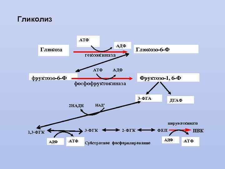 Гликолиз АТФ АДФ Глюкоза гексокиназа АТФ фруктозо-6 -Ф Глюкозо-6 -Ф АДФ фосфофруктокиназа Фруктозо-1, 6