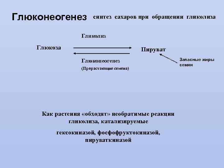 Глюконеогенез синтез сахаров при обращении гликолиза Гликолиз Глюкоза Пируват Глюконеогенез (Прорастающие семена) Как растения