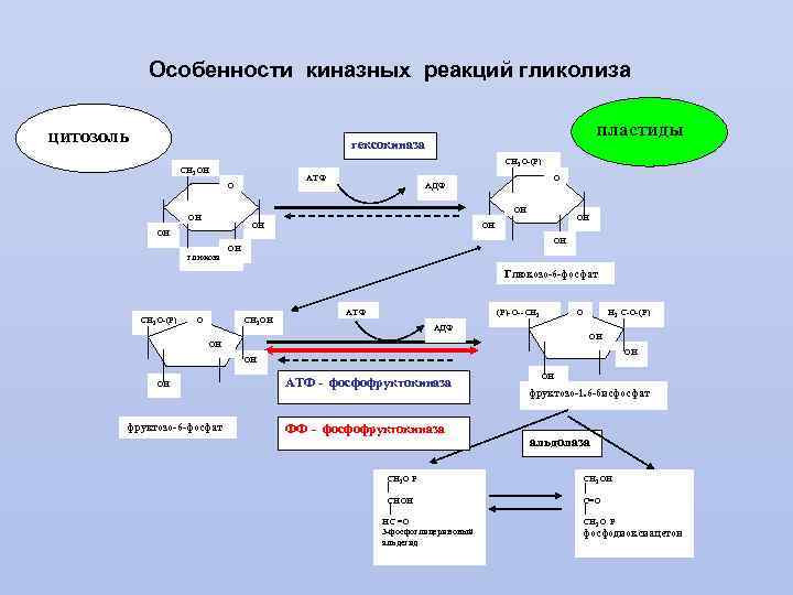 Особенности киназных реакций гликолиза цитозоль пластиды гексокиназа СН 2 О-(Р) СН 2 ОН АТФ