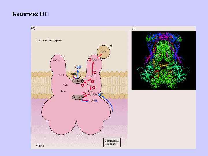 Комплекс III 