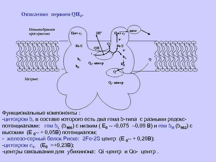 Окисление первого QH 2. Межмембранное пространство Цит с1 2 H+ Цит с1 цитс e.