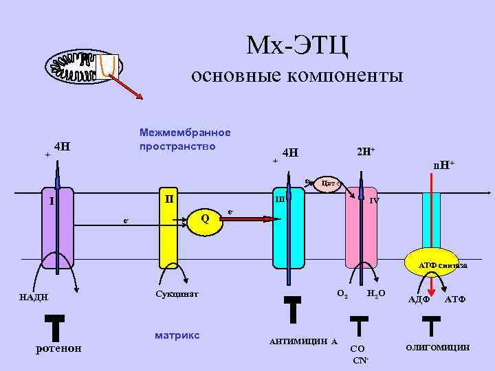 Мх-ЭТЦ основные компоненты + Межмембранное пространство 4 Н + 2 Н+ 4 Н n.