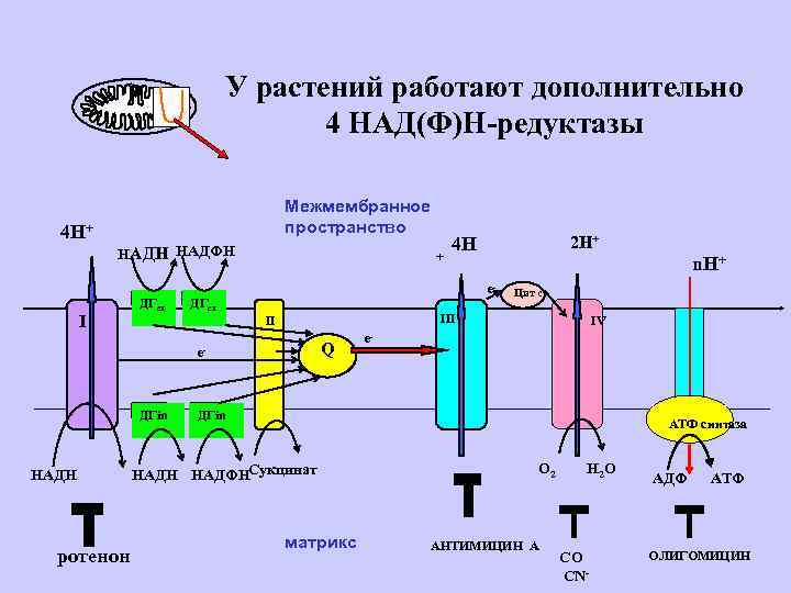 У растений работают дополнительно 4 НАД(Ф)Н-редуктазы 4 Н+ Межмембранное пространство НАДН НАДФН I ДГex