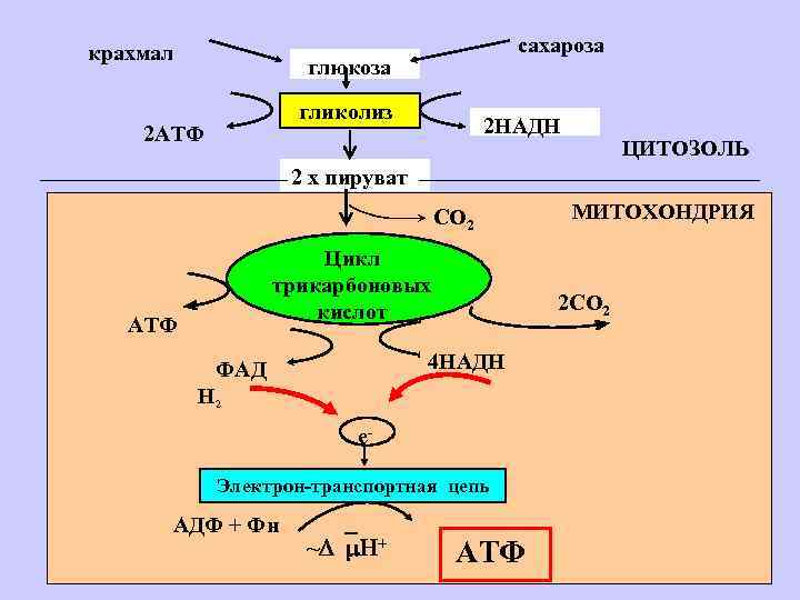 крахмал сахароза глюкоза гликолиз 2 АТФ 2 НАДН ЦИТОЗОЛЬ 2 х пируват СО 2