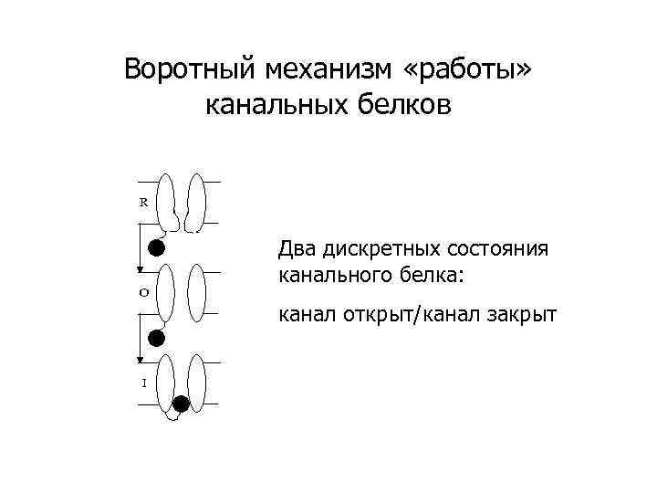 Воротный механизм «работы» канальных белков R O Два дискретных состояния канального белка: канал открыт/канал
