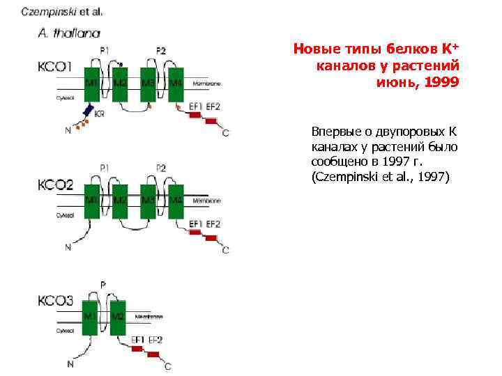 Новые типы белков К+ каналов у растений июнь, 1999 Впервые о двупоровых К каналах