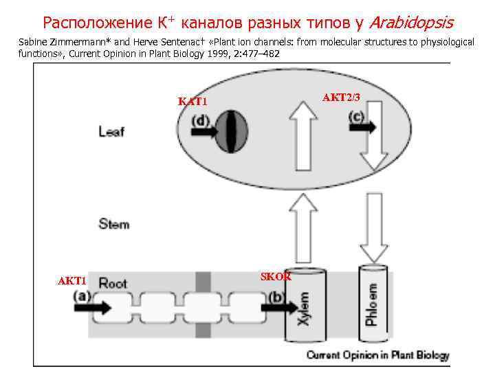 Расположение К+ каналов разных типов у Arabidopsis Sabine Zimmermann* and Herve Sentenac† «Plant ion