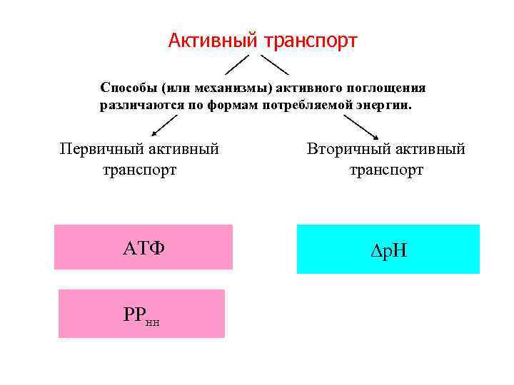 Активный транспорт Способы (или механизмы) активного поглощения различаются по формам потребляемой энергии. Первичный активный
