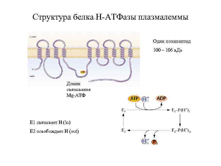 Структура белка Н-АТФазы плазмалеммы Один полипептид 100 – 106 к. Да Домен связывания Mg-АТФ