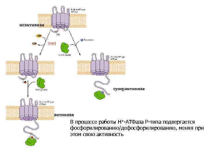 неактивная суперактивная В процессе работы Н+-АТФаза Р-типа подвергается фосфорилированию/дефосфорилированию, меняя при этом свою активность