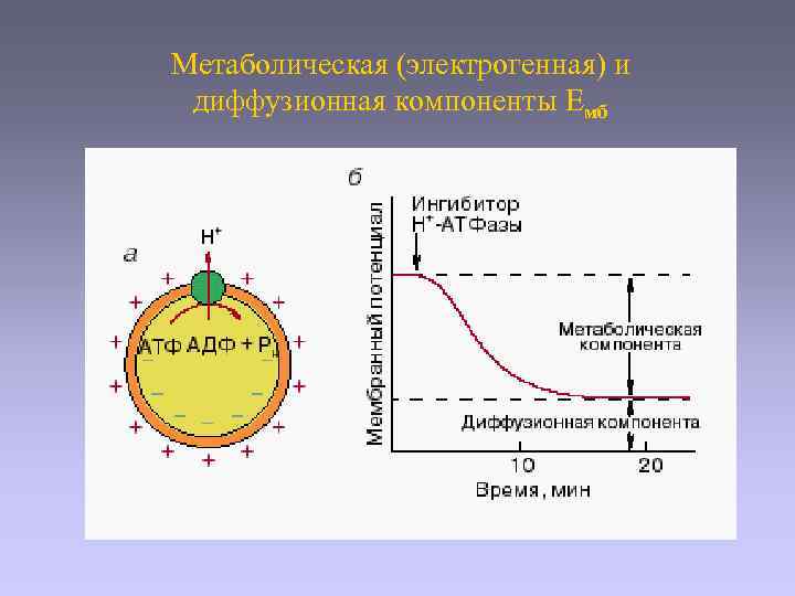 Метаболическая (электрогенная) и диффузионная компоненты Емб 