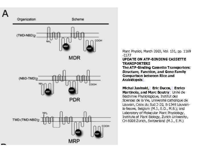 Plant Physiol, March 2003, Vol. 131, pp. 1169 -1177 UPDATE ON ATP-BINDING CASSETTE TRANSPORTERS