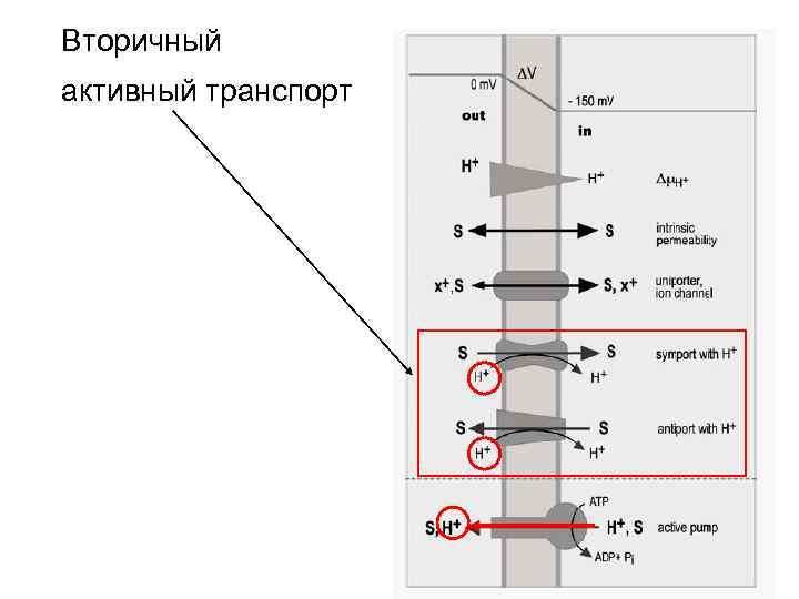 Вторичный активный транспорт 