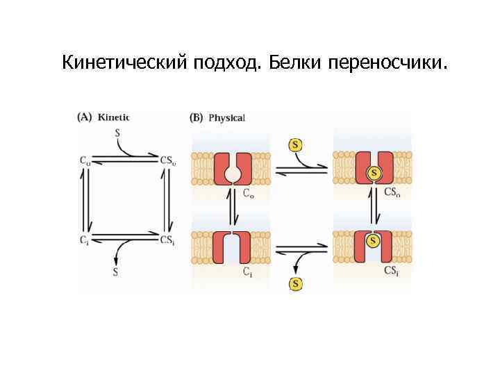 Кинетический подход. Белки переносчики. 
