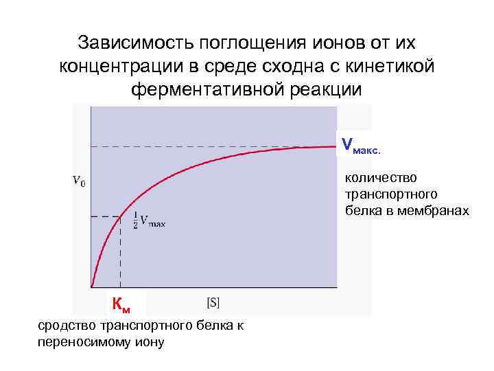 Зависимость поглощения ионов от их концентрации в среде сходна с кинетикой ферментативной реакции Vмакс.