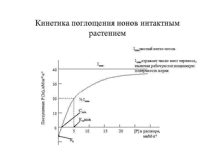 Кинетика поглощения ионов интактным растением Imaxчистый нетто-поток Imaxотражает число мест переноса, включая рабочую поглощающую