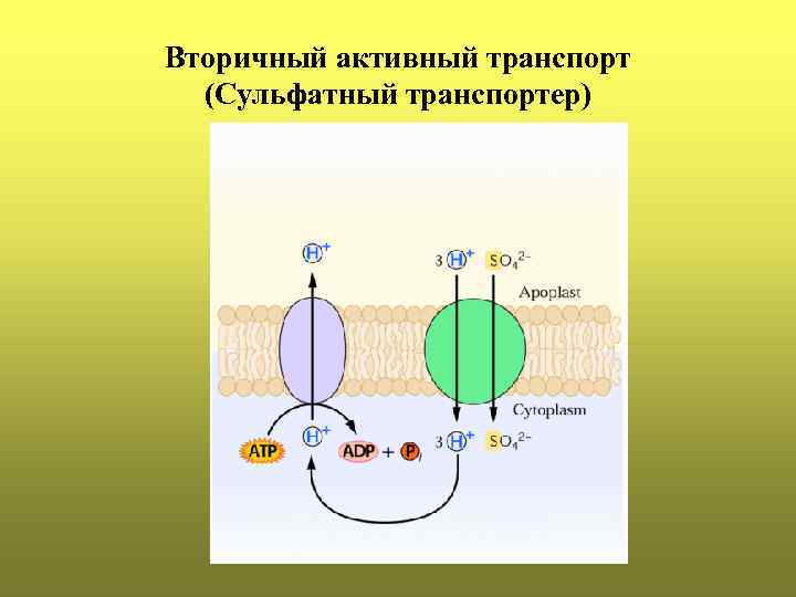Вторичный активный транспорт (Сульфатный транспортер) 