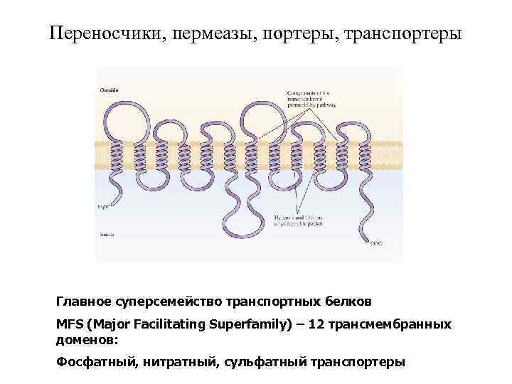 Переносчики, пермеазы, портеры, транспортеры Главное суперсемейство транспортных белков MFS (Major Facilitating Superfamily) – 12