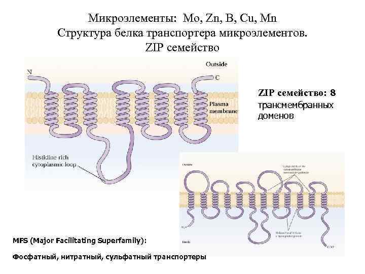 Микроэлементы: Mo, Zn, B, Cu, Mn Структура белка транспортера микроэлементов. ZIP семейство: 8 трансмембранных