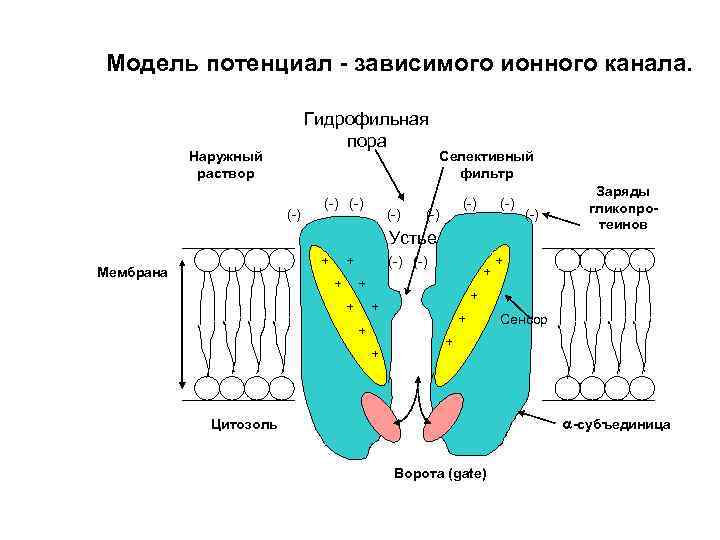 Модель потенциал - зависимого ионного канала. Гидрофильная пора Наружный раствор (-) (-) Селективный фильтр